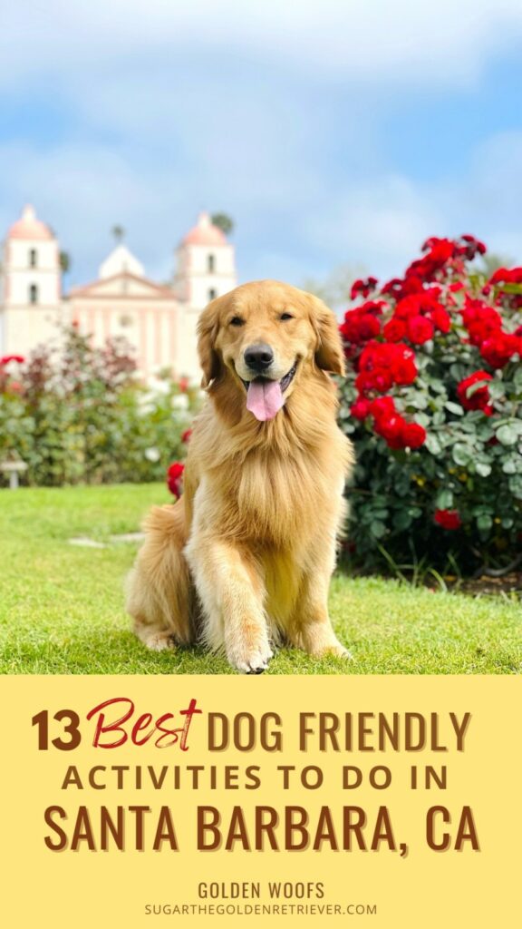 Best Dog Friendly Activities Near Me