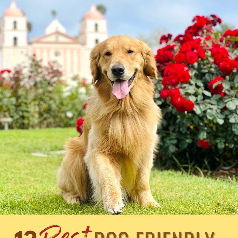 Best Dog Friendly Activities Near Me