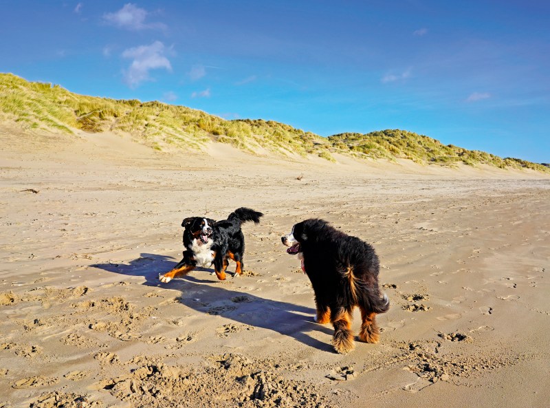 Best Dog-friendly Beach Holidays Uk