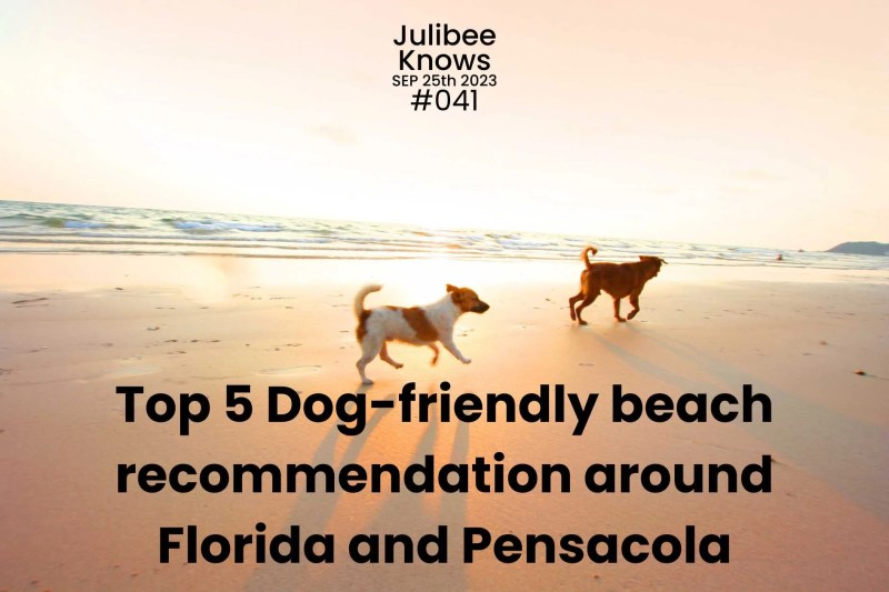 Best Dog Friendly Beaches East Coast