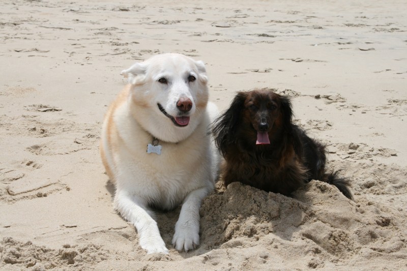 Best Dog Friendly Beaches In Nc