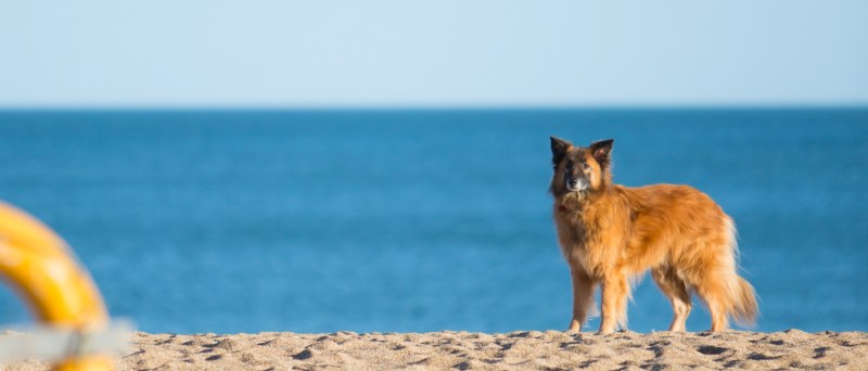 Best Dog Friendly Beaches Near Me