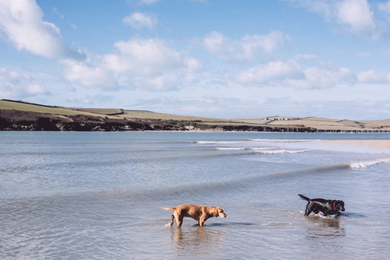 Best Dog Friendly Beaches Uk