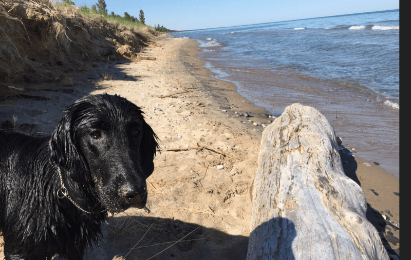 Best Dog Friendly Beaches