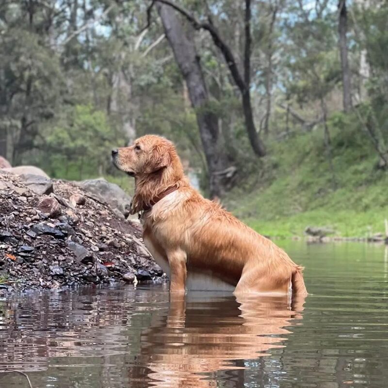 Best Dog Friendly Camping Nsw