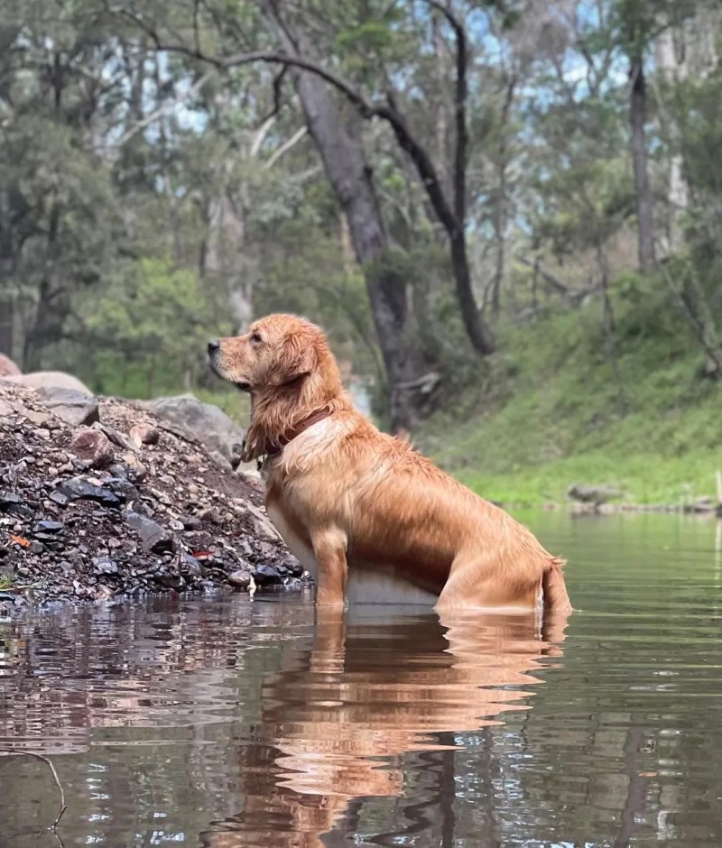 Best Dog Friendly Camping Nsw