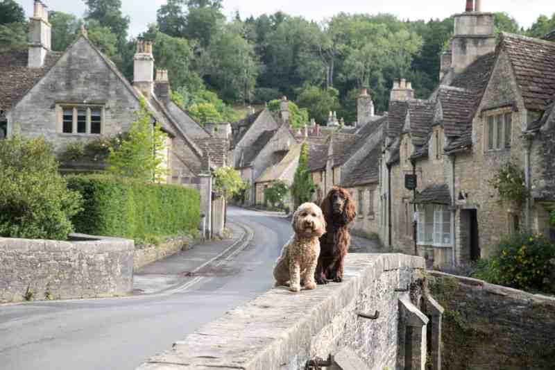 Best Dog Friendly Cottages Uk