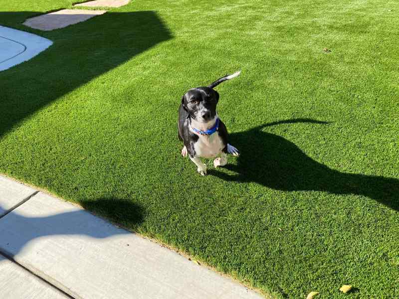 Best Dog Friendly Gardens