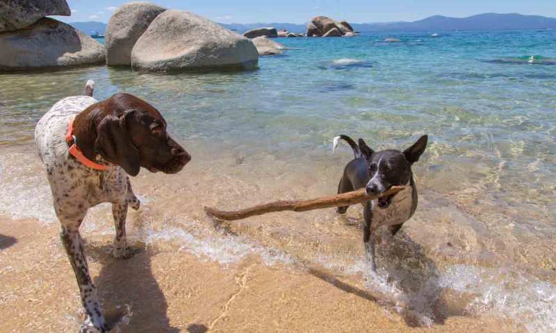 Best Dog Friendly Getaways