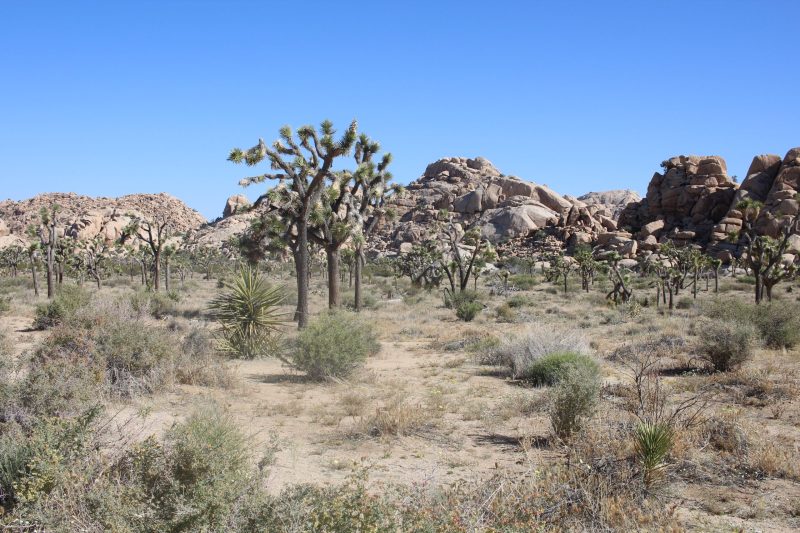 Best Dog Friendly Hikes Joshua Tree