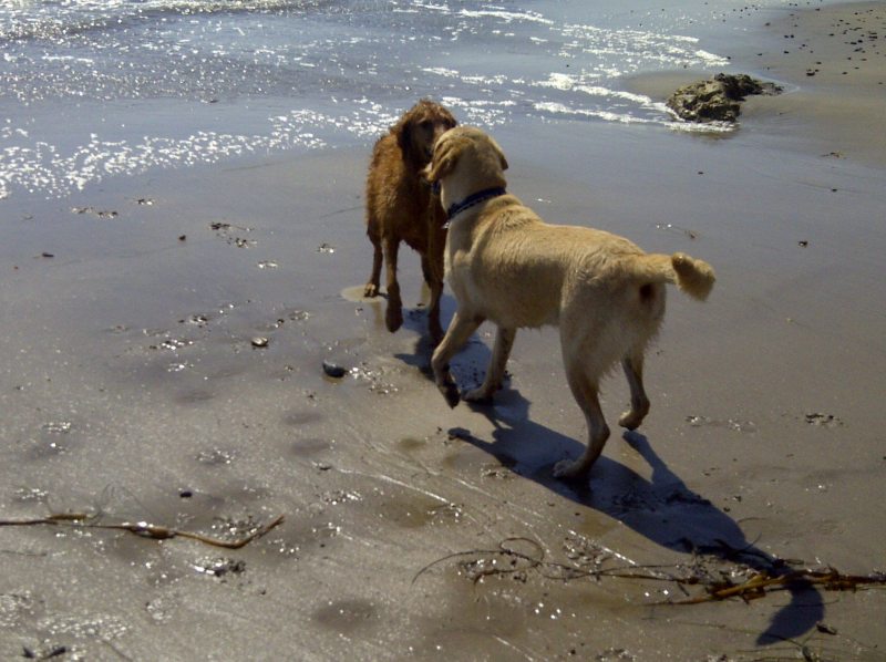 Best Dog Friendly Hotels In Pismo Beach