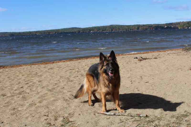 Best Dog Friendly Lodging Maine