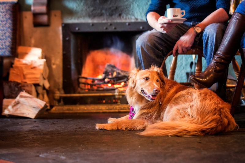 Best Dog Friendly Lunch Near Me