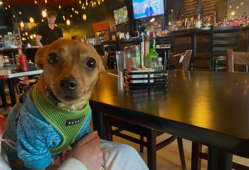 Best Dog Friendly Restaurants Dc