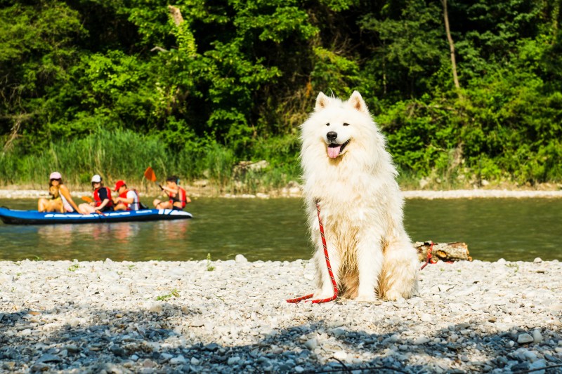 Best Dog Friendly Travel Destinations