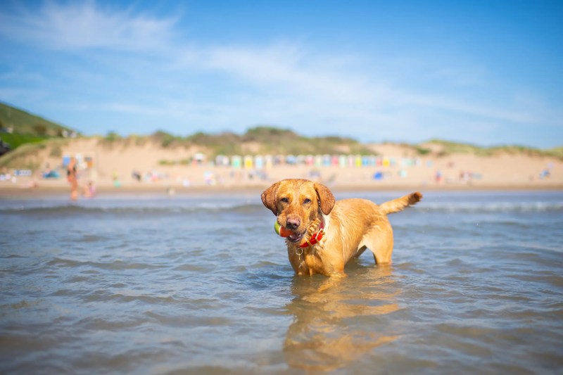 Best Dog Friendly Vacation Spots In New England