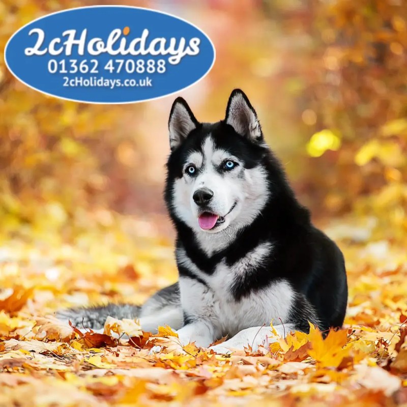 Best Pet Friendly Holidays Uk