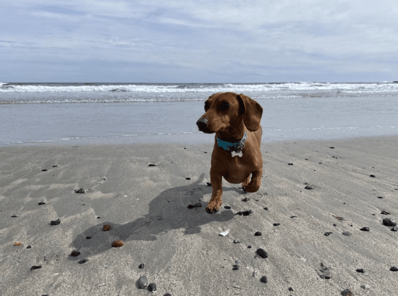 Best Pet Friendly Resorts Maine