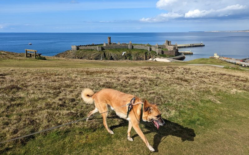 Day Trips With Dogs Scotland