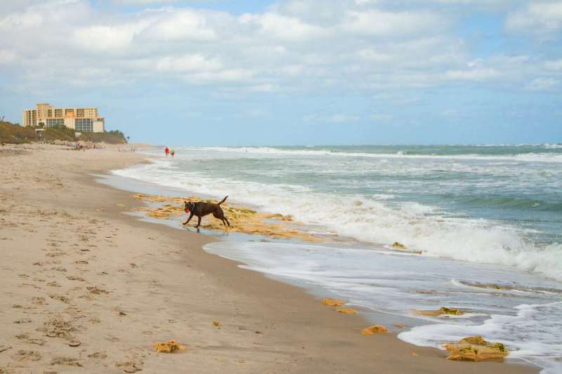 Dog Friendly Beaches On East Coast Of Florida