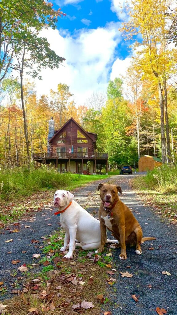 Dog Friendly Cabin Rentals New Hampshire