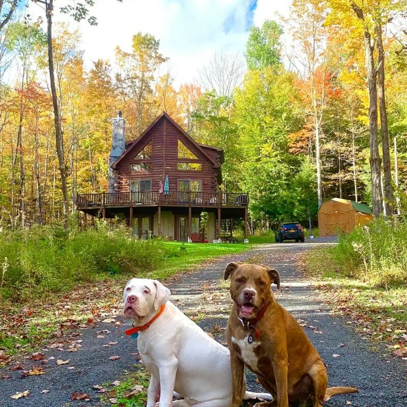 Dog Friendly Cabin Rentals New Hampshire