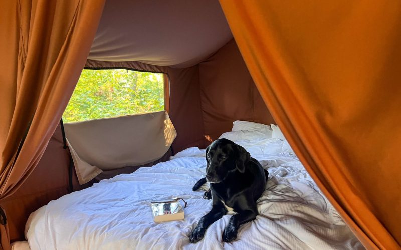 Dog-friendly Day Trips Upstate Ny