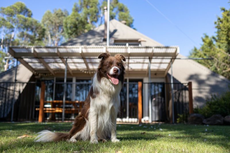 Dog Friendly Getaways Victoria