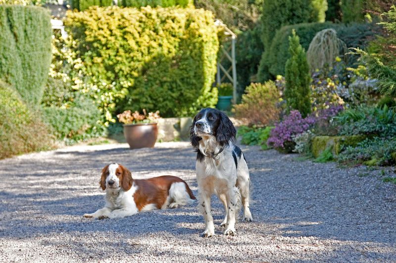 Dog Friendly Holidays Devon And Dorset