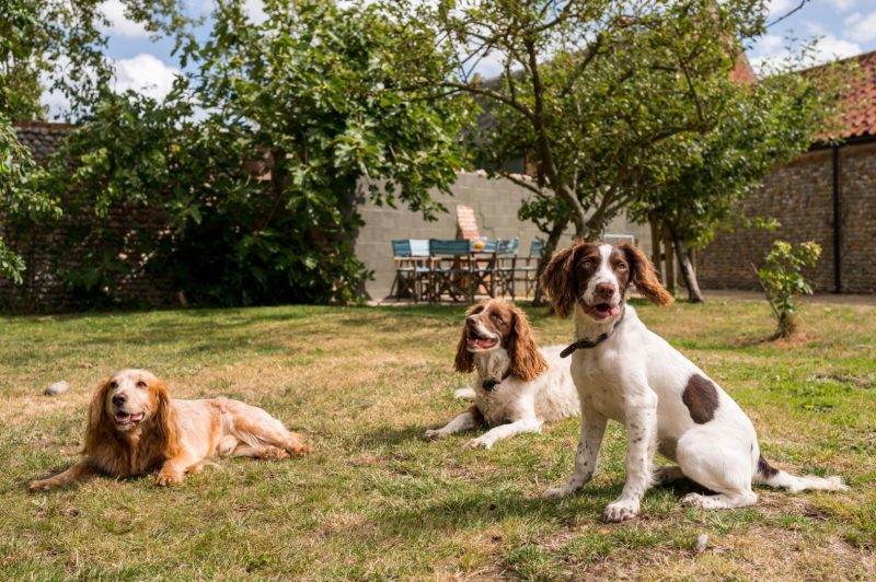 Dog Friendly Holidays East Anglia