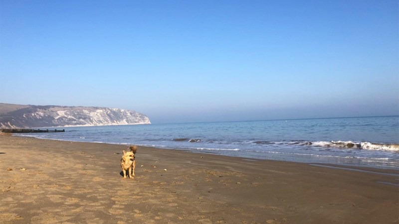 Dog Friendly Holidays Jurassic Coast