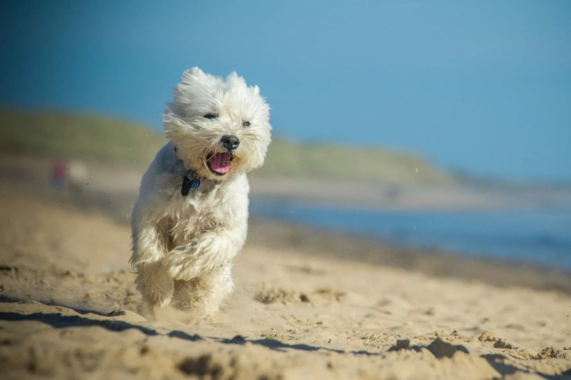 Dog Friendly Holidays Uk Beach