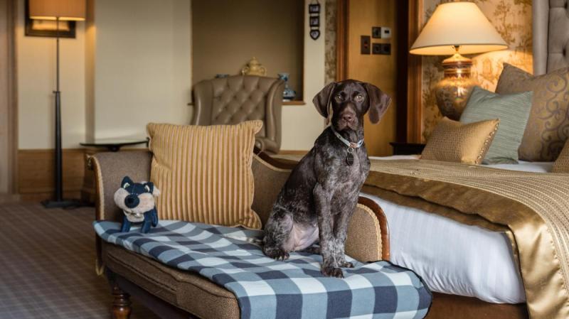 Dog Friendly Lodging Near Me