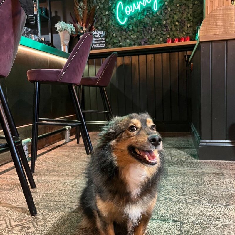 Dog Friendly Pubs Near Me Open Now