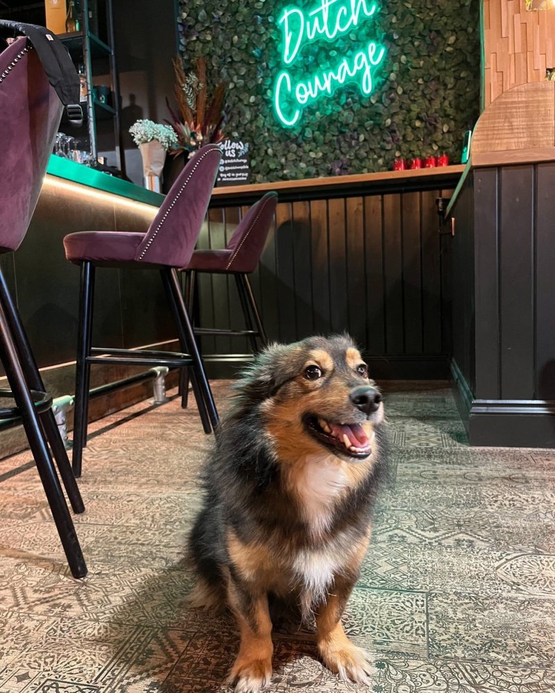 Dog Friendly Pubs Near Me Open Now