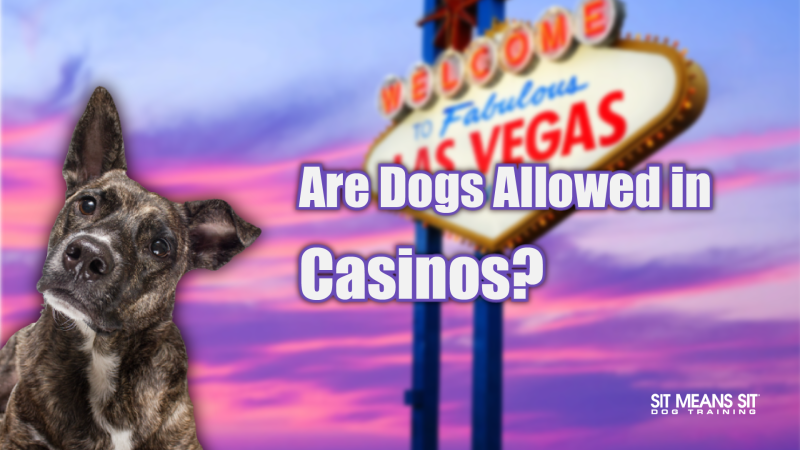 Dog Friendly Resorts Las Vegas