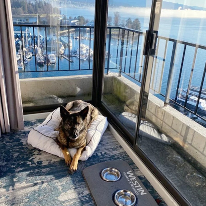 Dog Friendly Resorts Vancouver Island