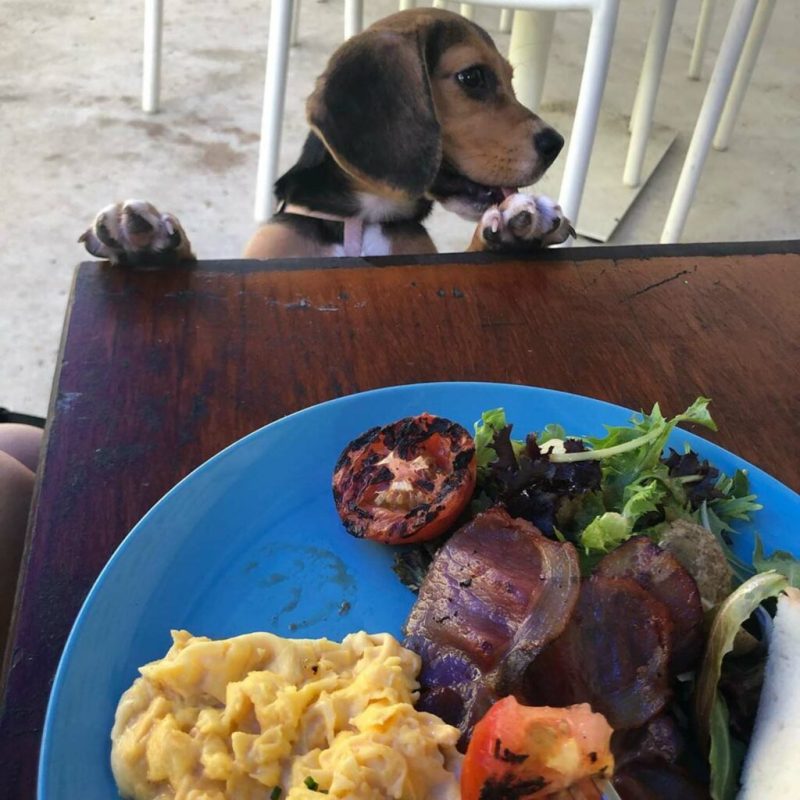 Dog Friendly Restaurants Near Me Breakfast