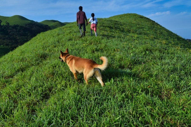 Dog-friendly Vacation Resorts