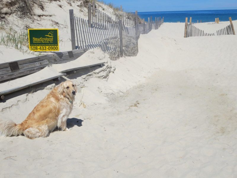 Dog Friendly Vacations In Northeast