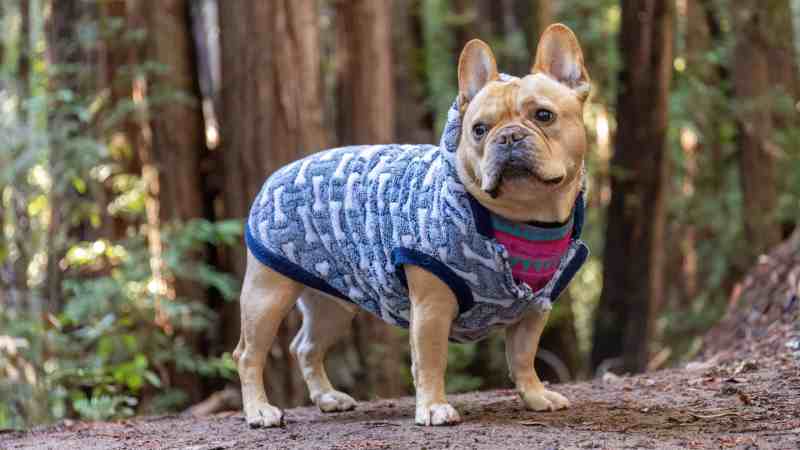 Dog Friendly Vacations In Northern California