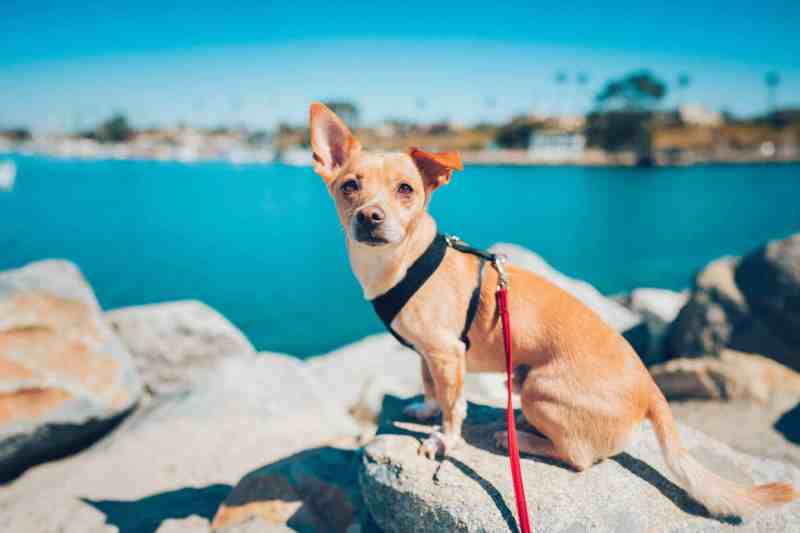 Dog-friendly Vacations In Southern California