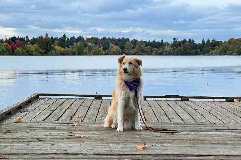 Dog Friendly Vacations In Us