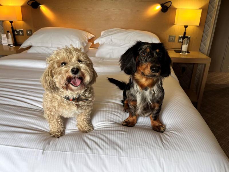 Pet Friendly Hotel Near Me Now