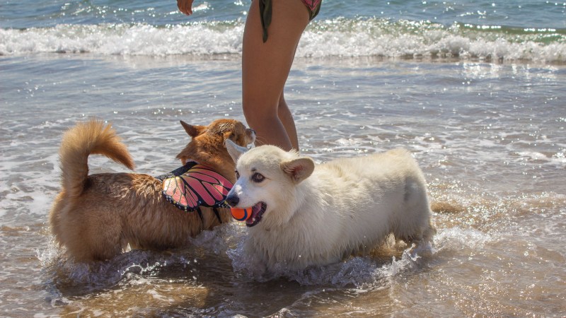 Pet Vacations Near Me