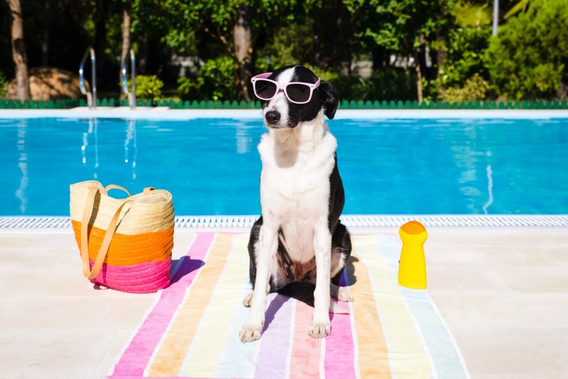 Places To Keep Your Dog While On Vacation