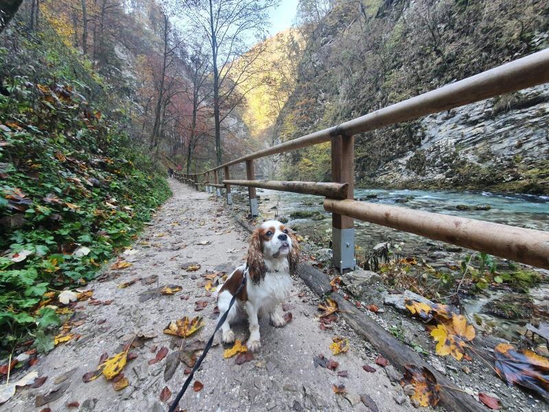 Places To Visit Near Me Dog Friendly