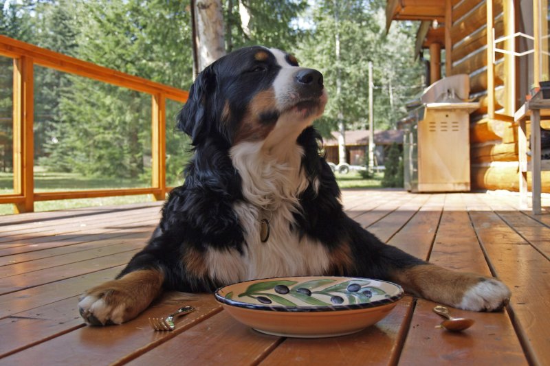 Vacation With Dog In Canada