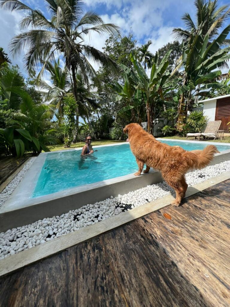 Vacations With A Dog