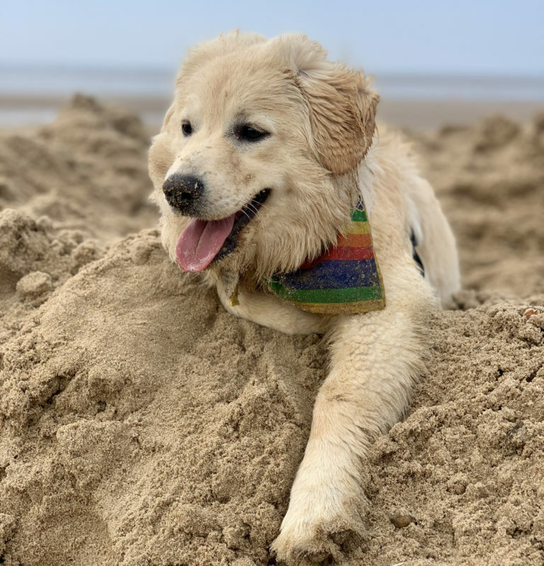 Best Dog Friendly Beaches Devon